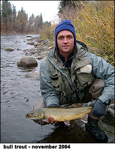 bull trout